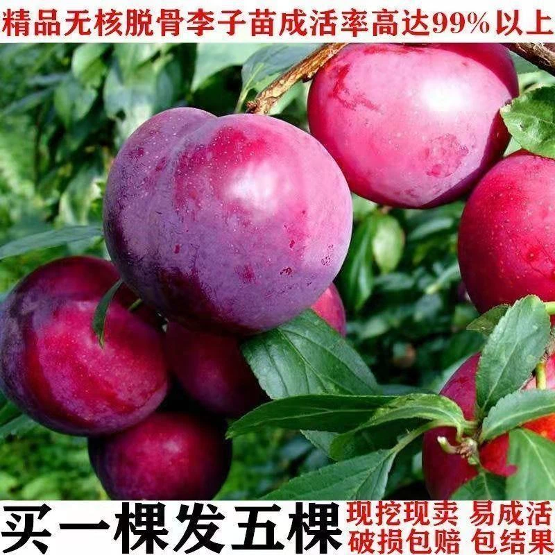 蜂糖李子树苗脆红李嫁接李子苗清脆李盆栽地栽南北方种植当年结果