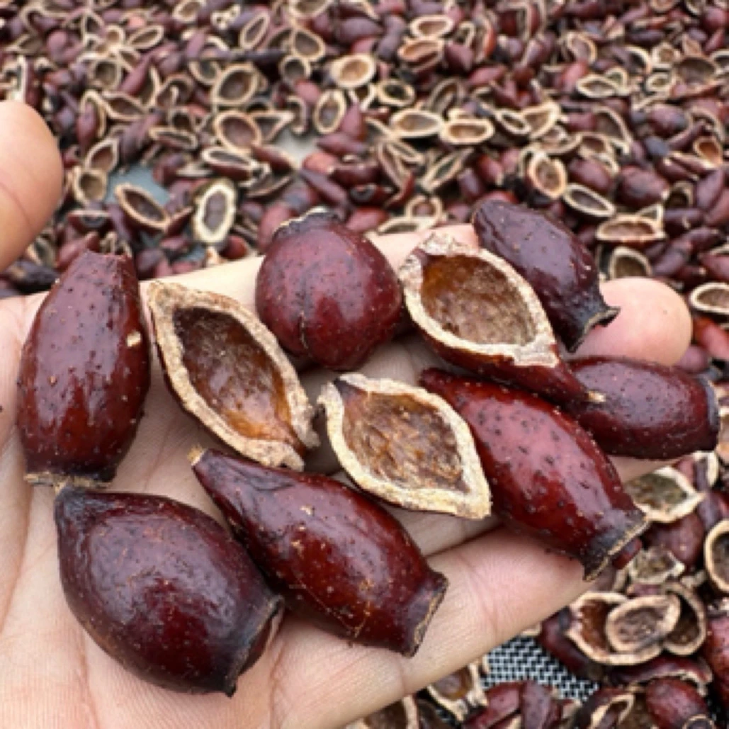 广西深山金樱子（刺梨子）开边干果