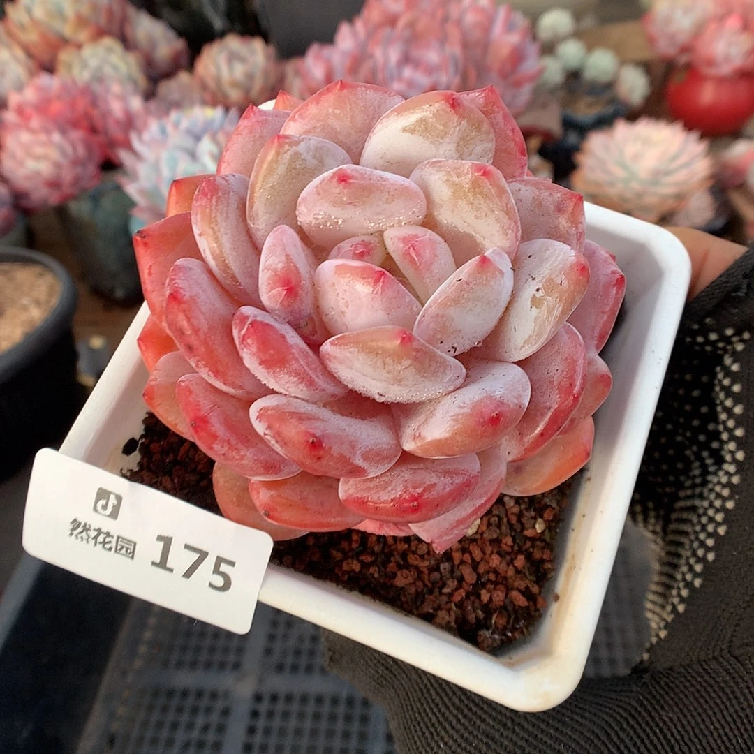 175雪天使多肉植物666