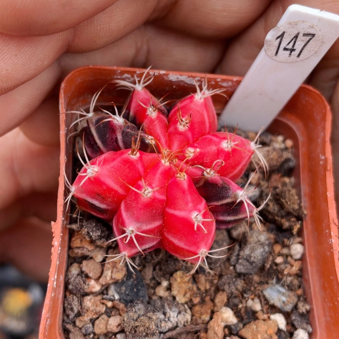 仙人球满28包邮盆5公分米哈锦