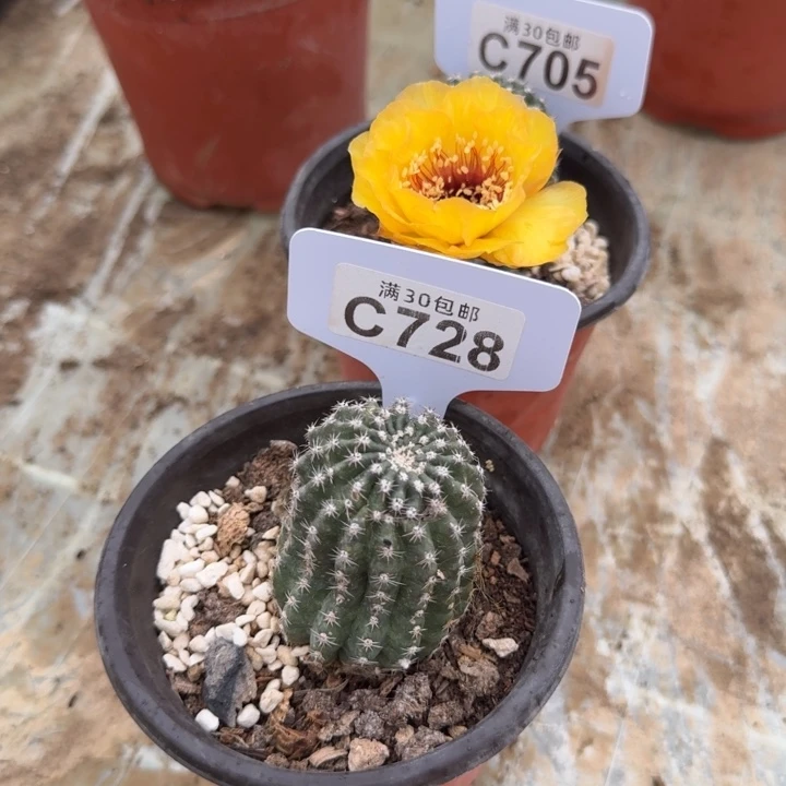 C728有洞黄黑猴满20包邮