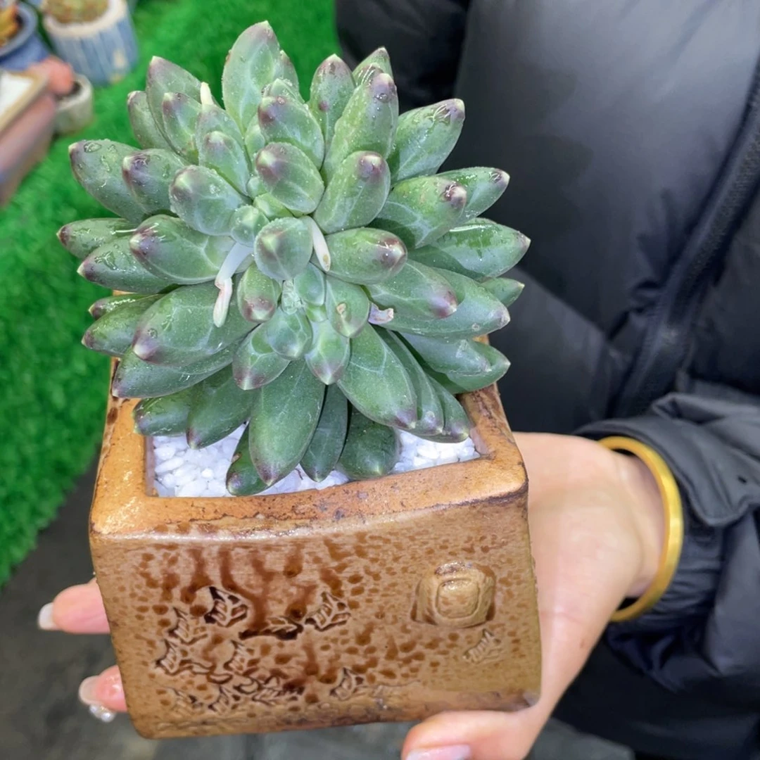 小**?多肉植物多肉盆栽