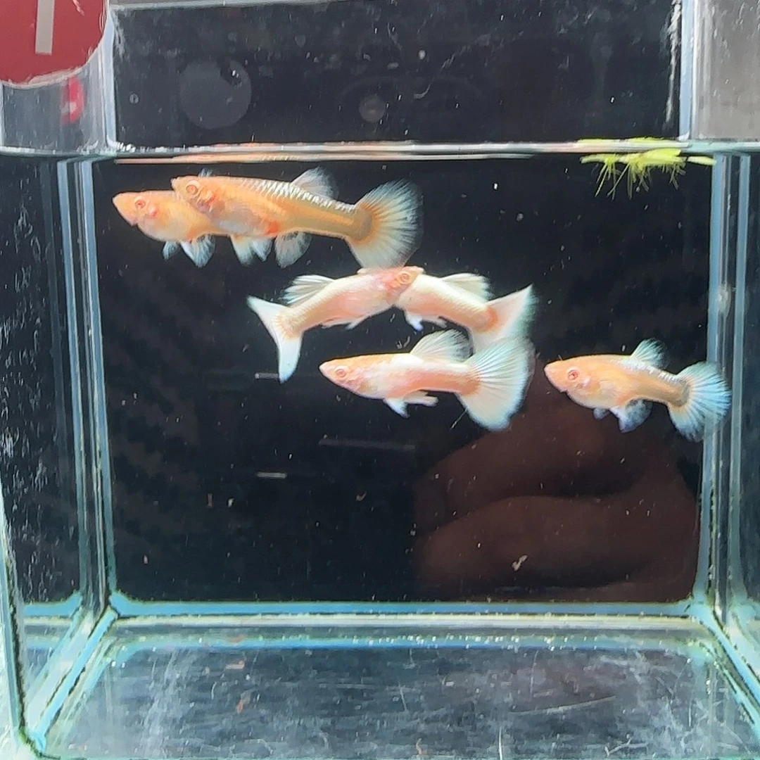 孔雀鱼白雪公主欧翼3对