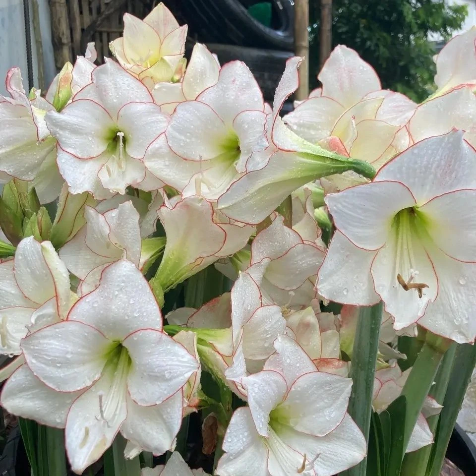 【花边石竹】福利款重瓣朱顶红种球