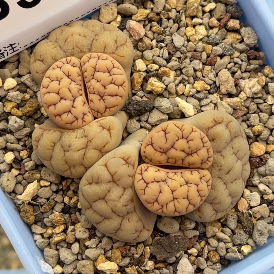 3375双头连纹凹凸189