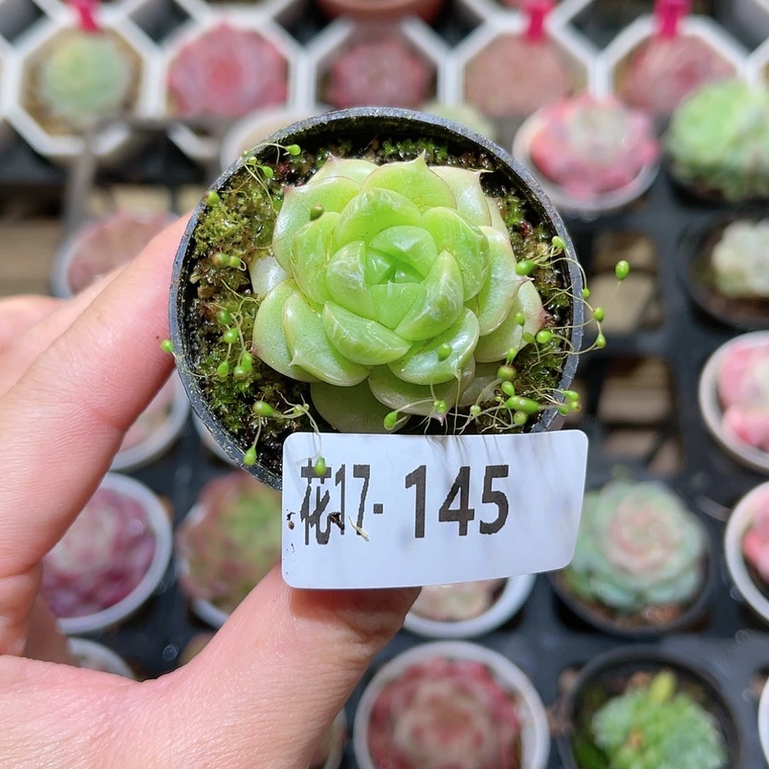 花利美17-145新品