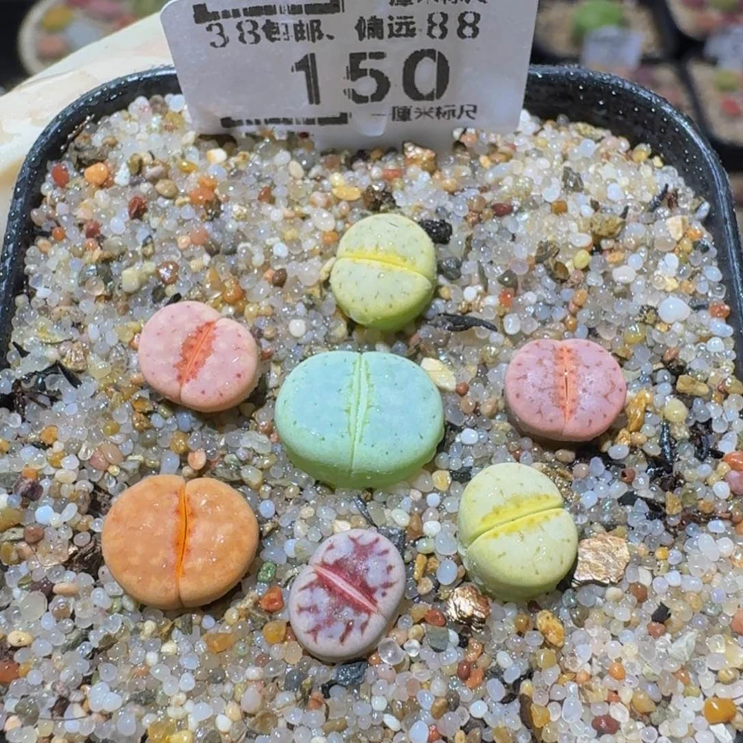 Sssss精品生石花150