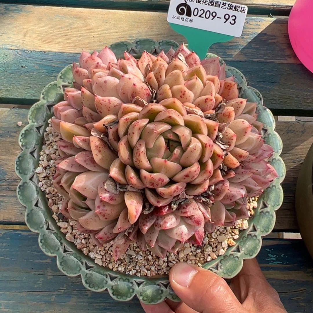 多肉一物一拍0209.93