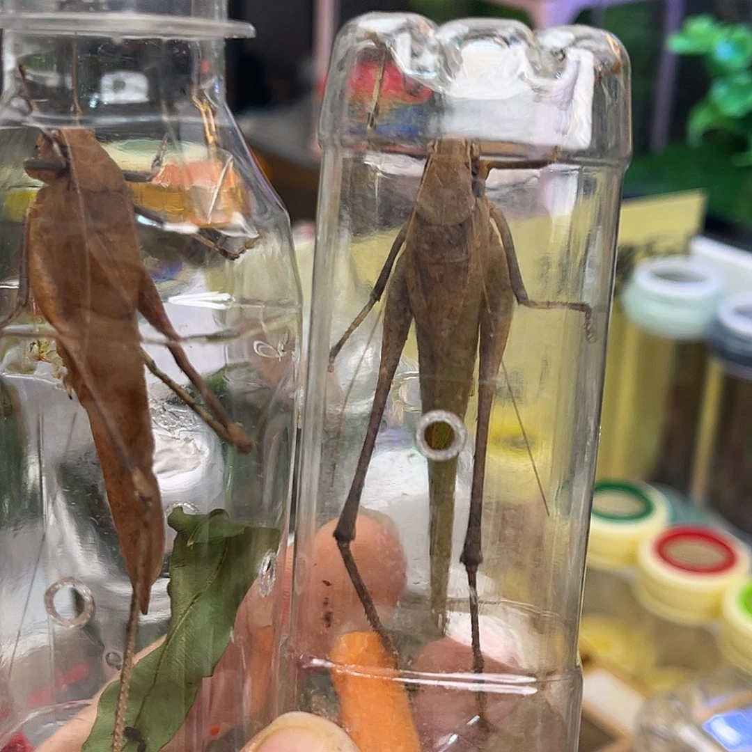 崔***子蛙坊特价哈哈哈哈哈哈