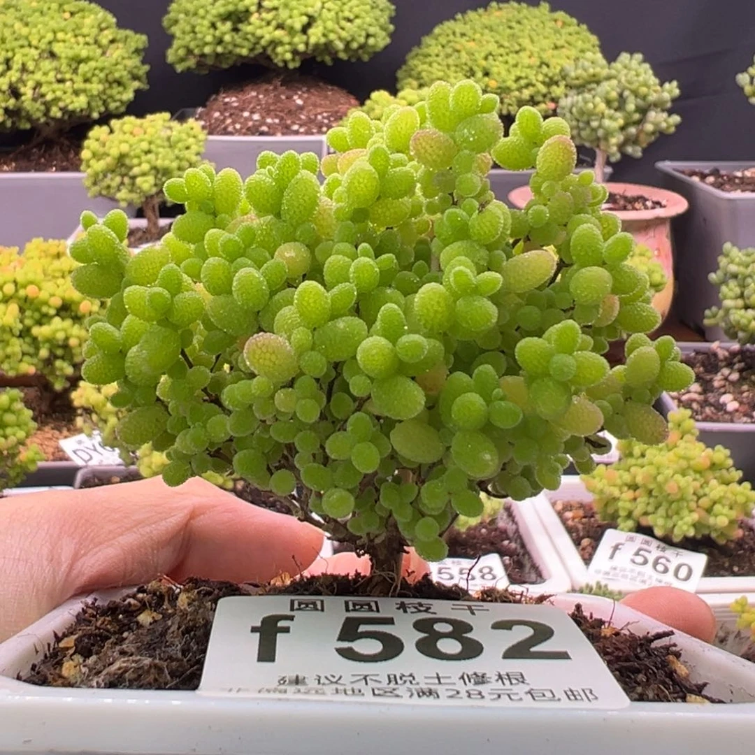 582蜜橘糖球一物一拍