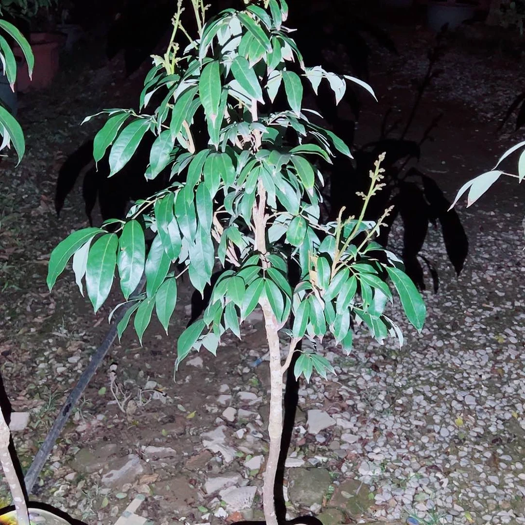 沧***粟完全开放22222222222