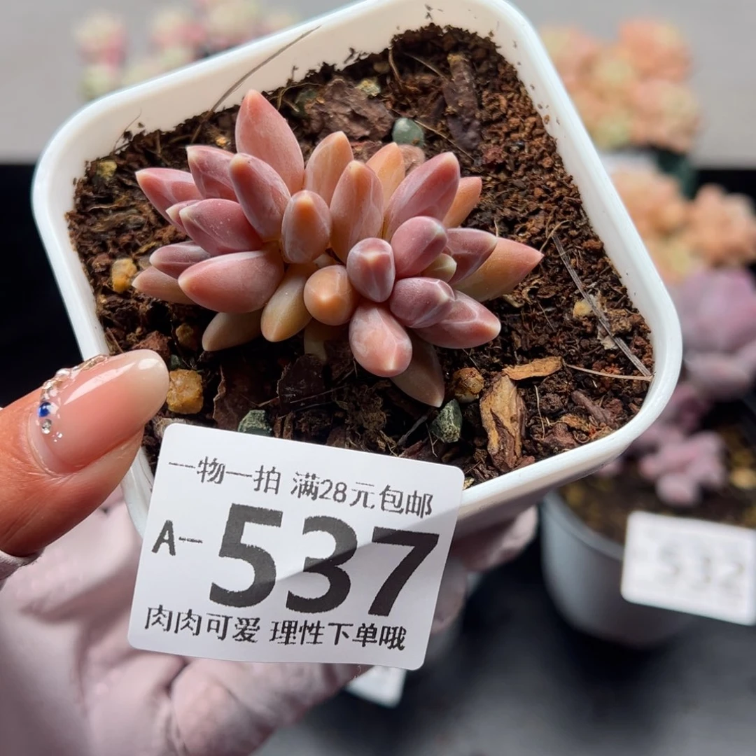 乌拉克拉多肉多肉多肉多肉多肉