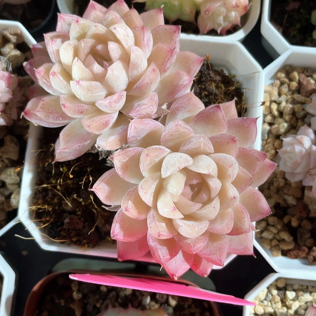 优选女王福利9324