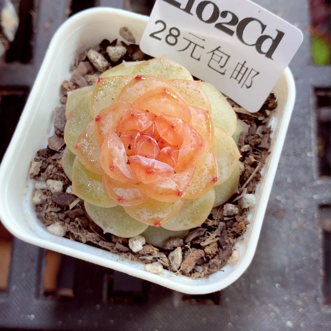 5厘米盆精控多肉2102