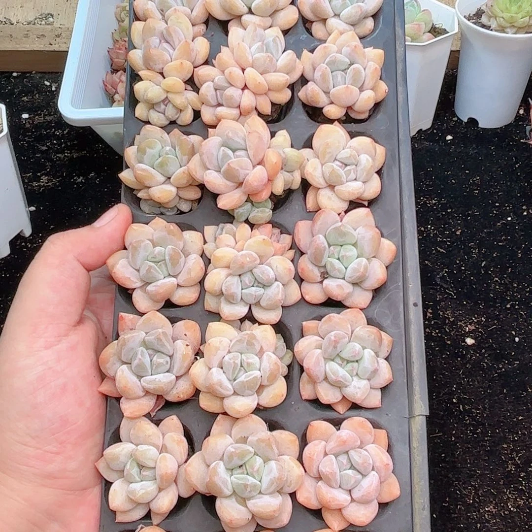 如图品质香橙21颗 新疆西藏内蒙不发货