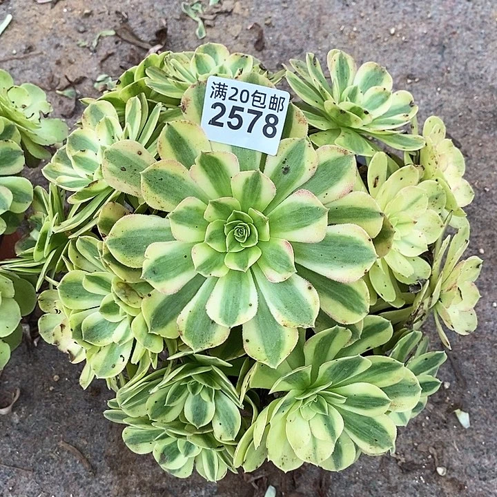 2578 一颗雨何法师