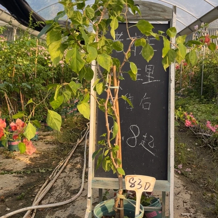 无花朵三角梅三角梅830