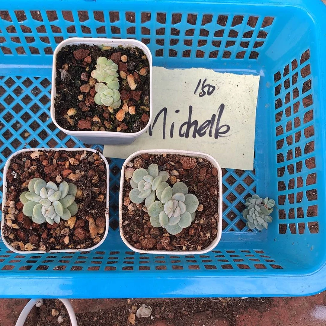 多肉植物一物一拍