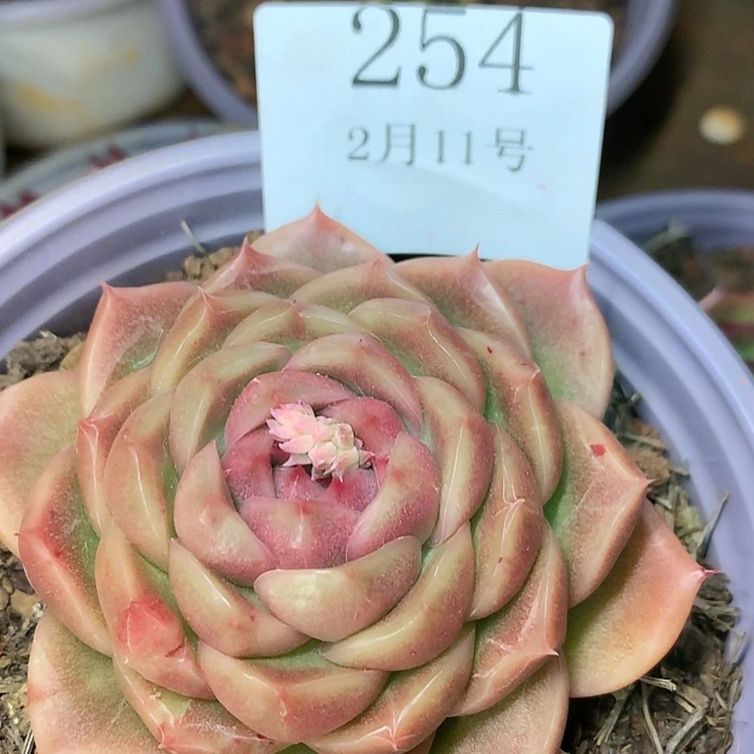 【闪购商品】云254