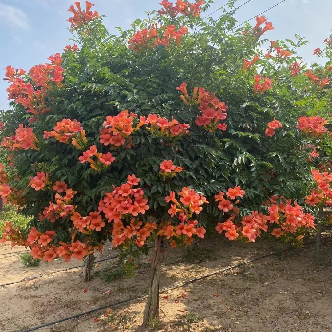凌霄花苗庭院爬藤植物粉色花卉盆栽耐寒耐热好养风景树