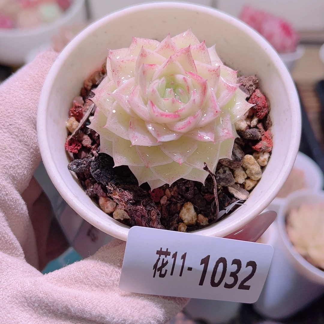 花利美11-1032白天鹅