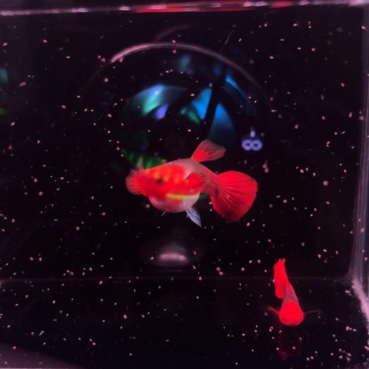 孔雀鱼深海蓝贵族球1对