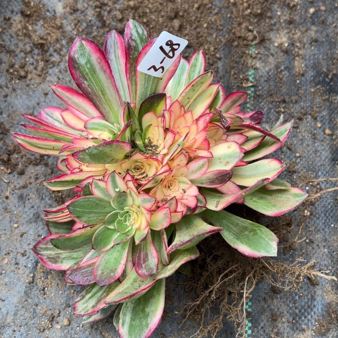 68黑魔锦多肉多肉多肉