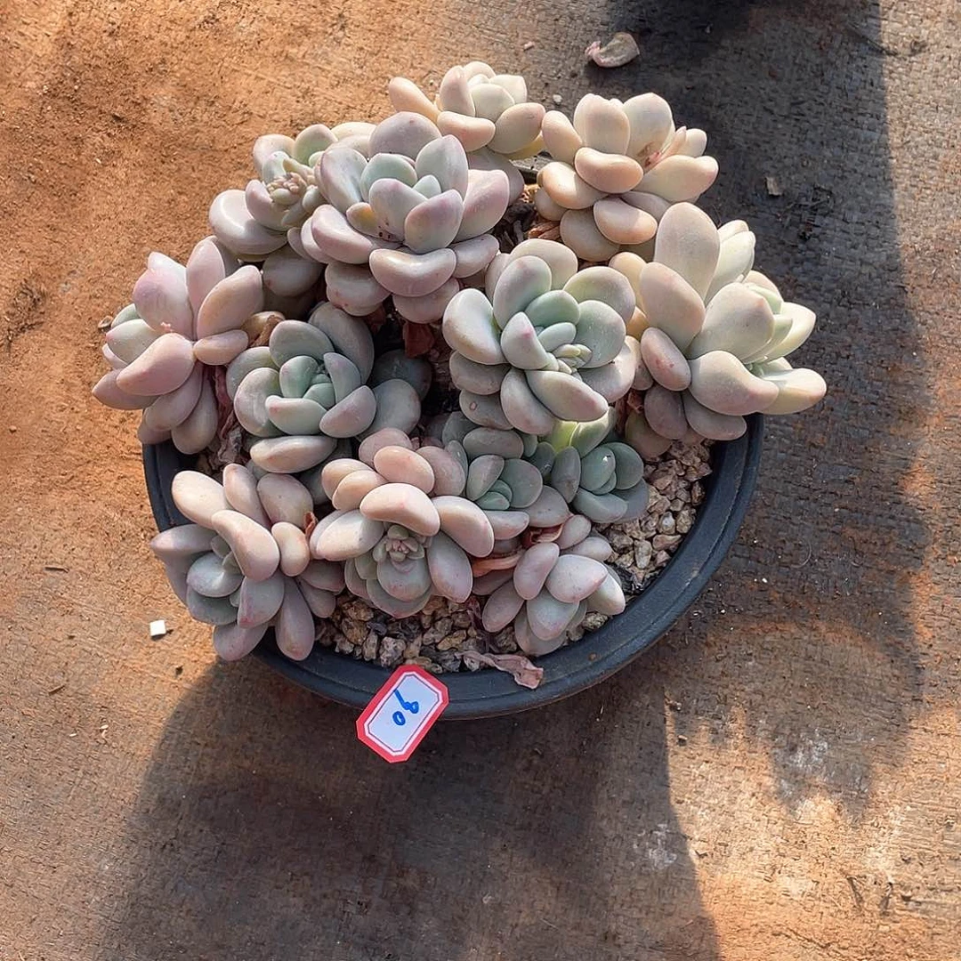 90白鹭 一物一拍多肉