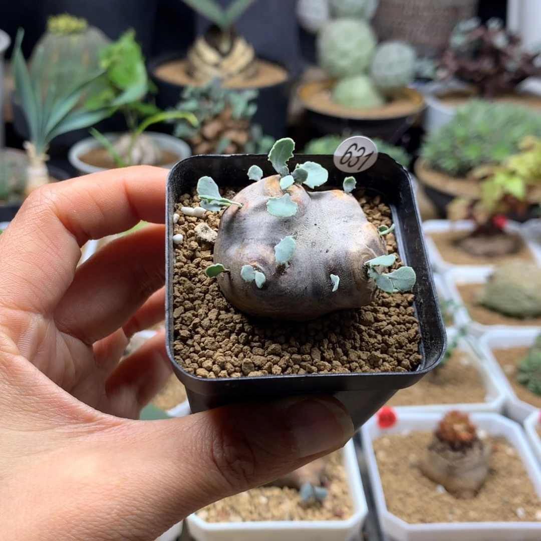 产地格加厚敦菊带盆