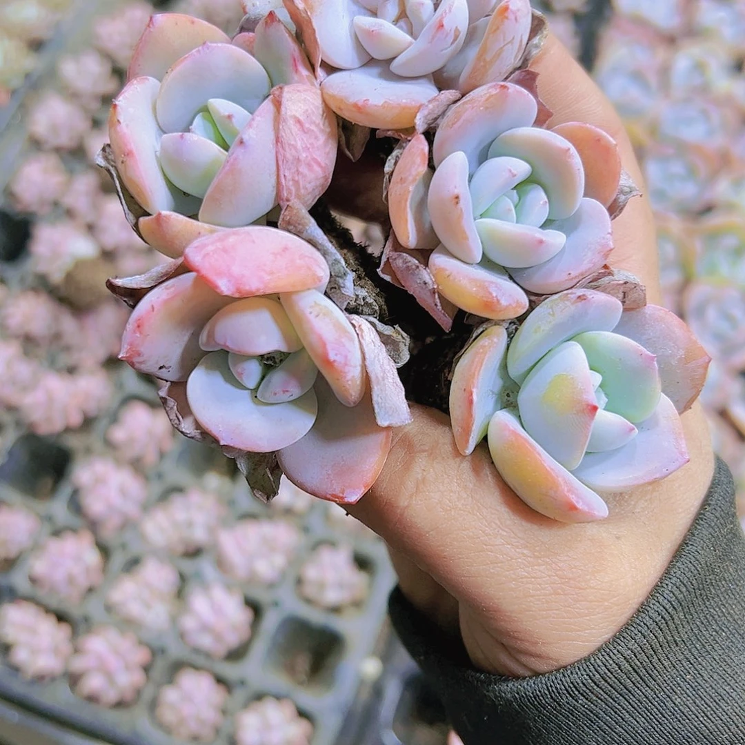 穴盘老奶茶5个19包邮