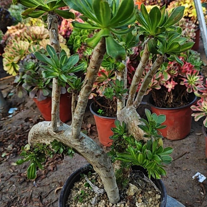 8143缀化法师多肉植物大鹏展翅