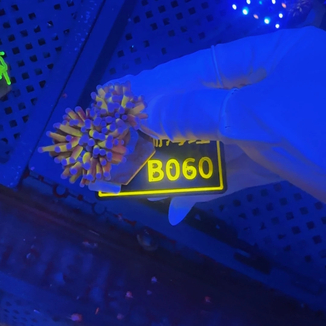 纽扣珊瑚顾***，晓晓不包邮宿务金B060