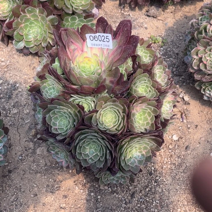 06025万花筒多肉植物