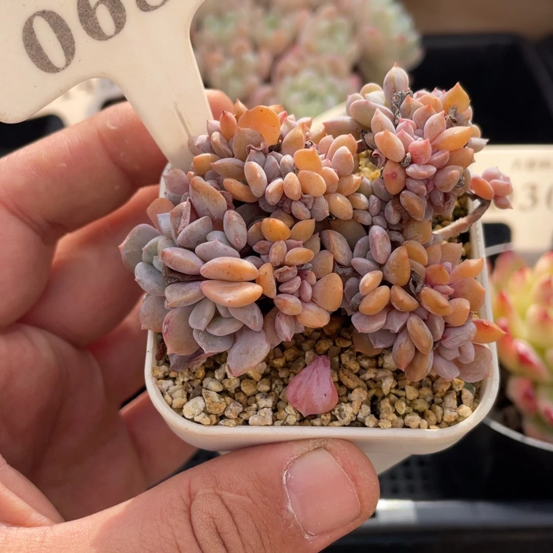 0685雪精灵缀不带盆7厘米