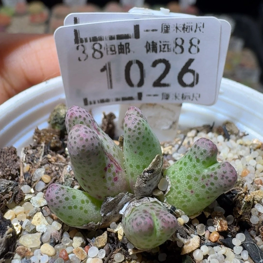 Sss清仓便宜出1026