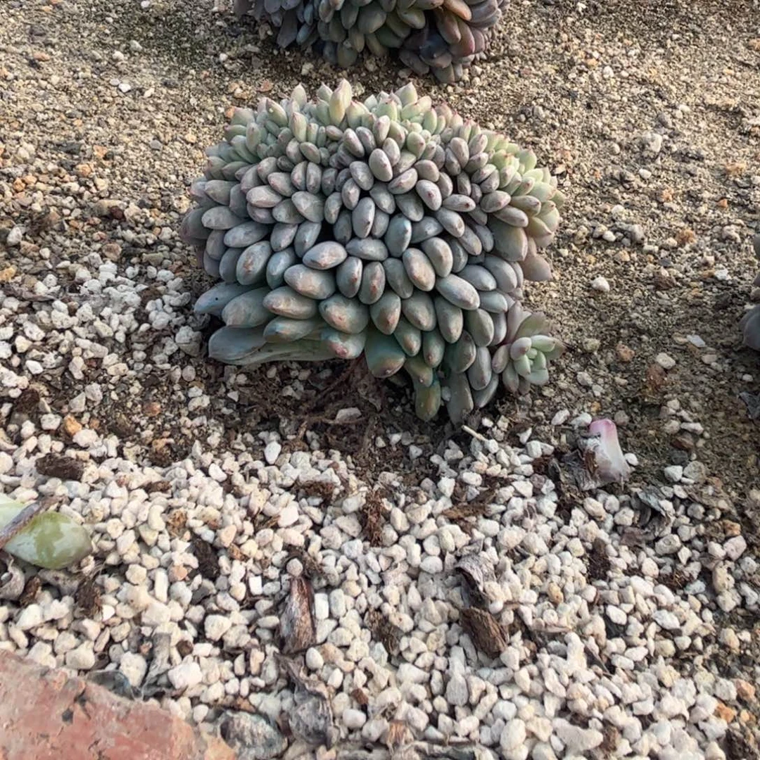 玛***卡b962多肉多肉多肉多肉