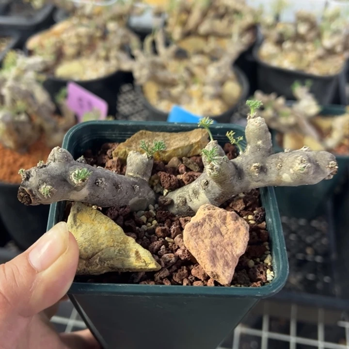 黑皮月界多肉植物