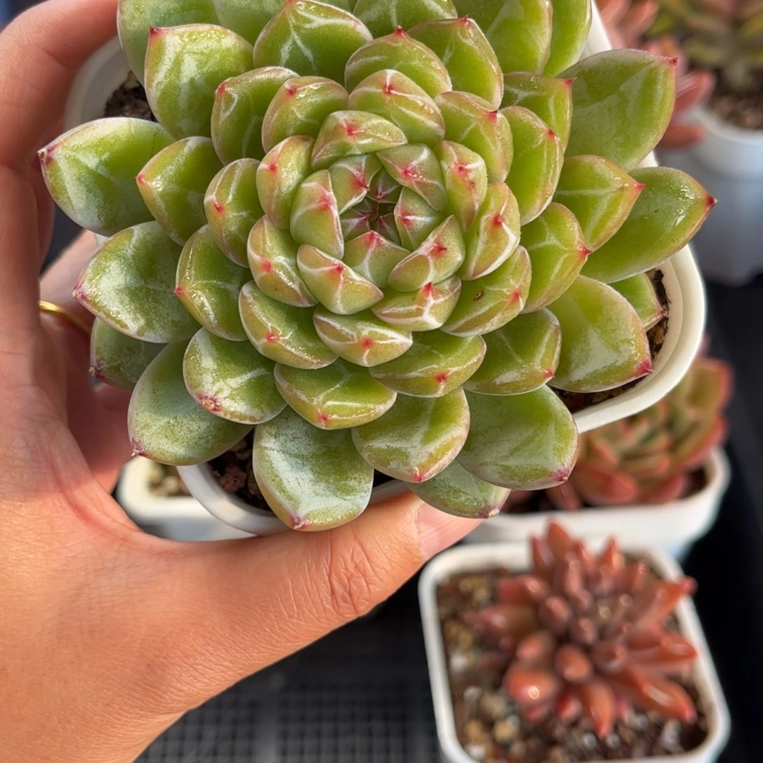 多肉植物0535 满30包邮