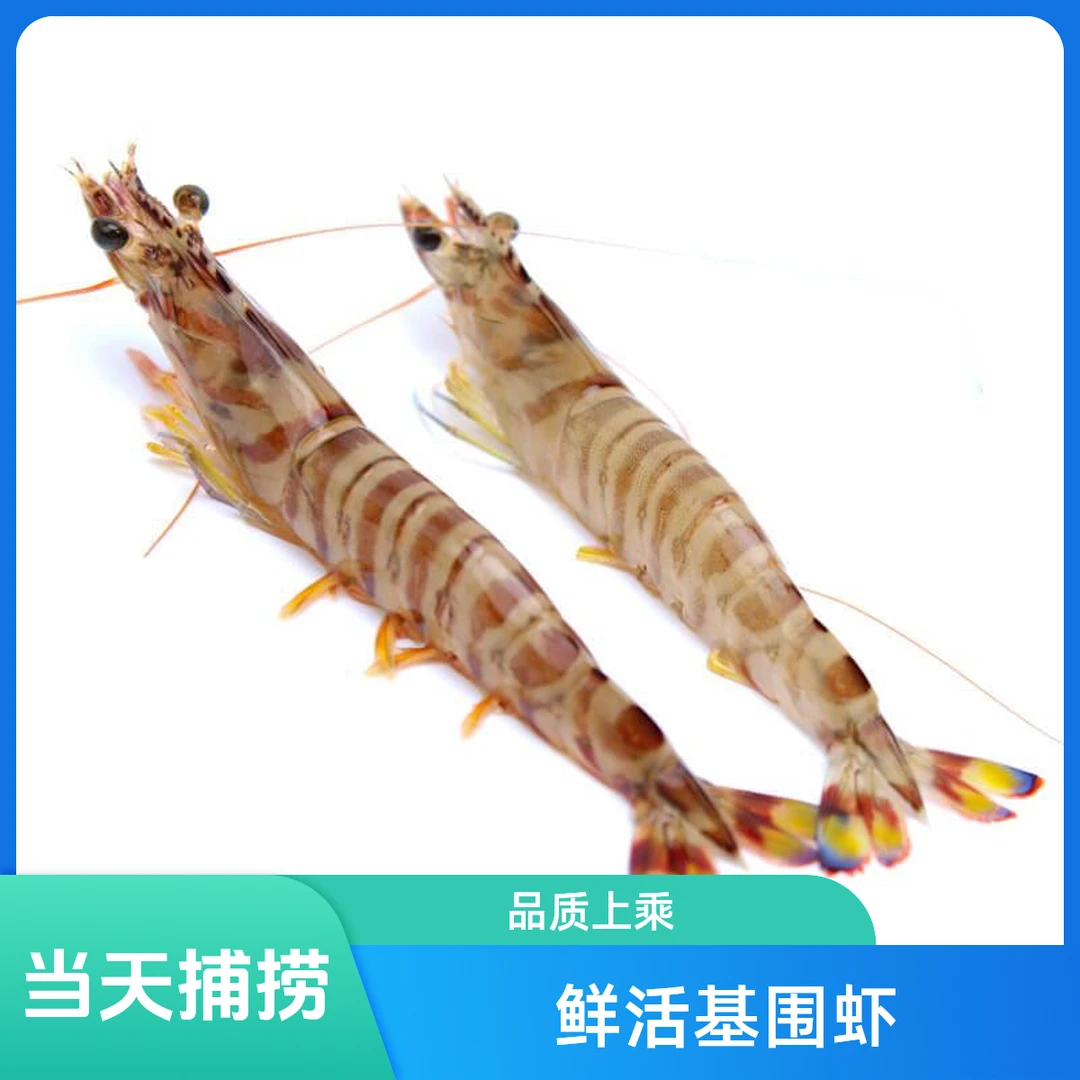鲜活基围 斑节虾1斤