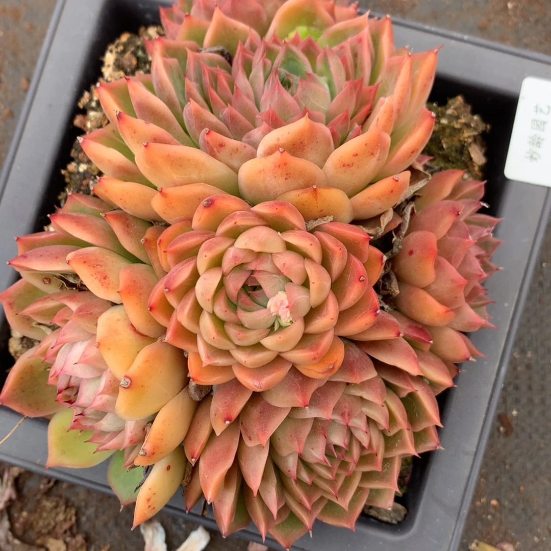 6315杂交多肉老桩