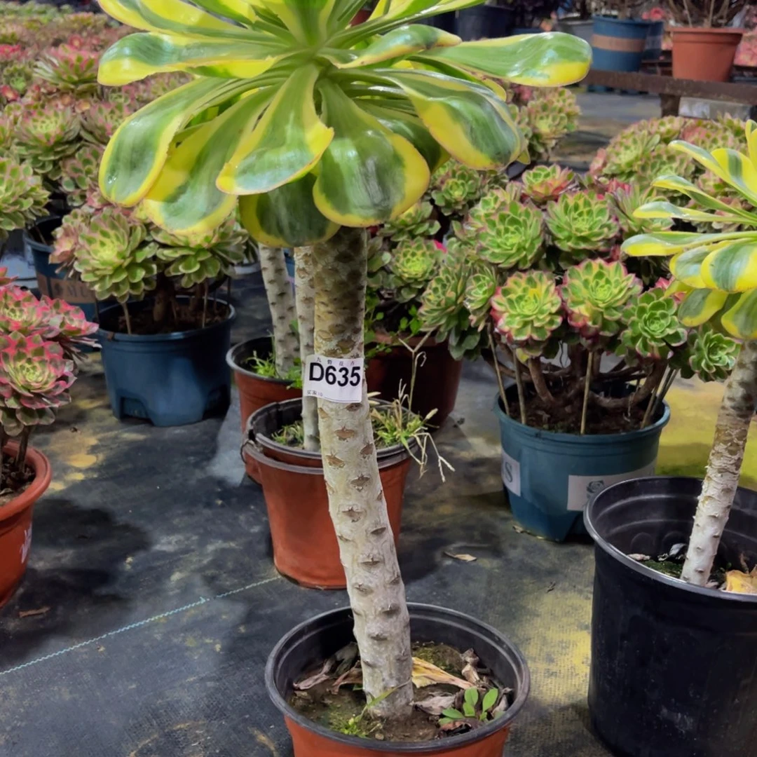 63500燕姿锦福利一颗