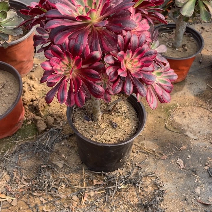 275香法师断枝不售后