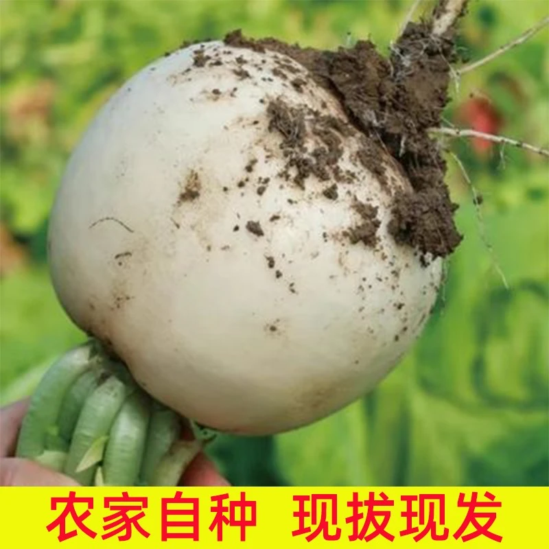 农家自种高山圆白萝卜2025年新鲜采摘萝卜圆萝卜重庆高山圆萝卜
