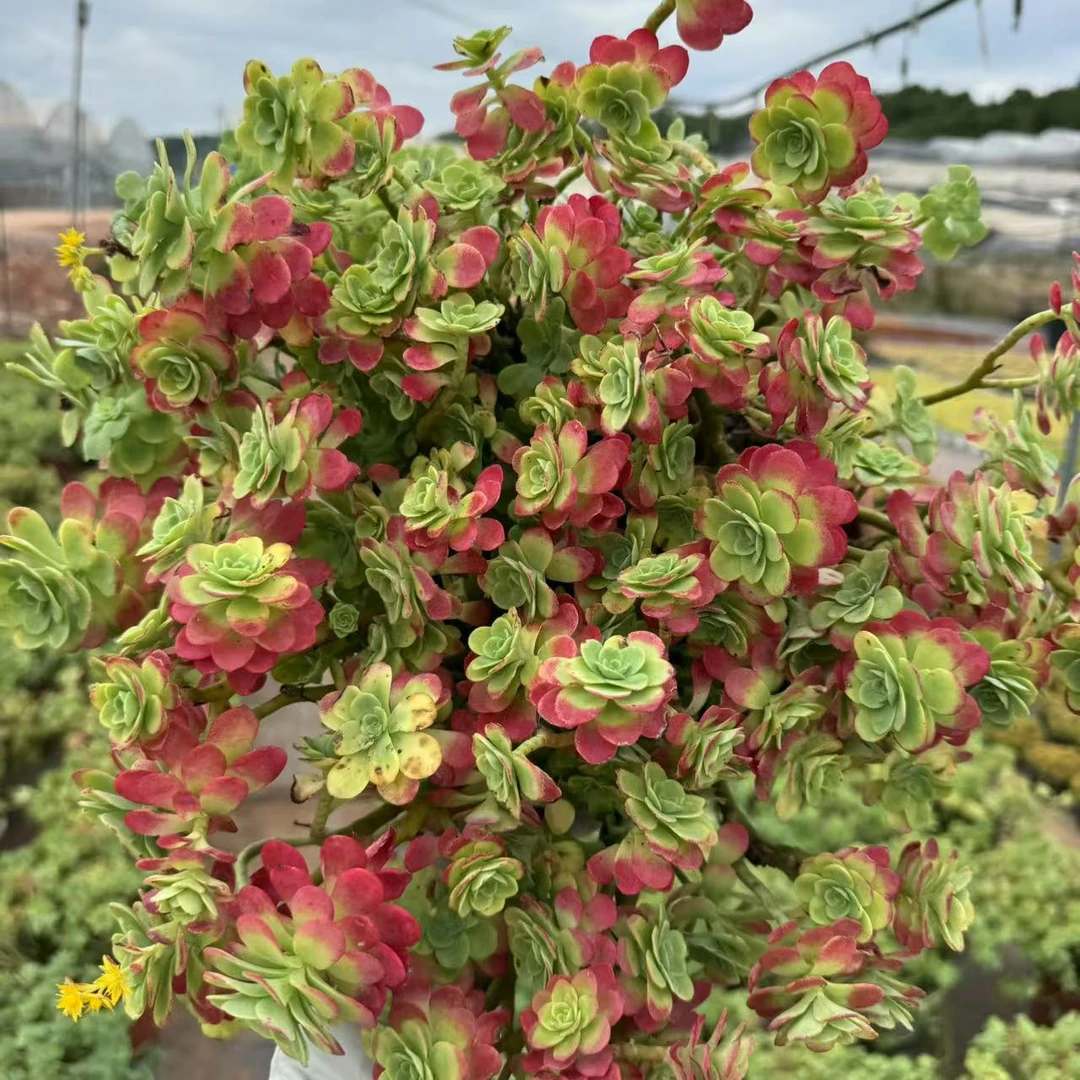 云漫多肉 盆栽薄化妆 23㎝盆 多肉植物