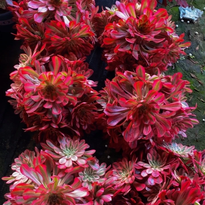 红彤白多肉1颗多肉