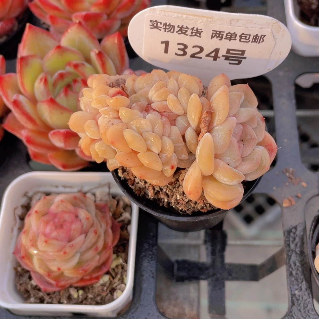 1324号龙头熔晶缀化