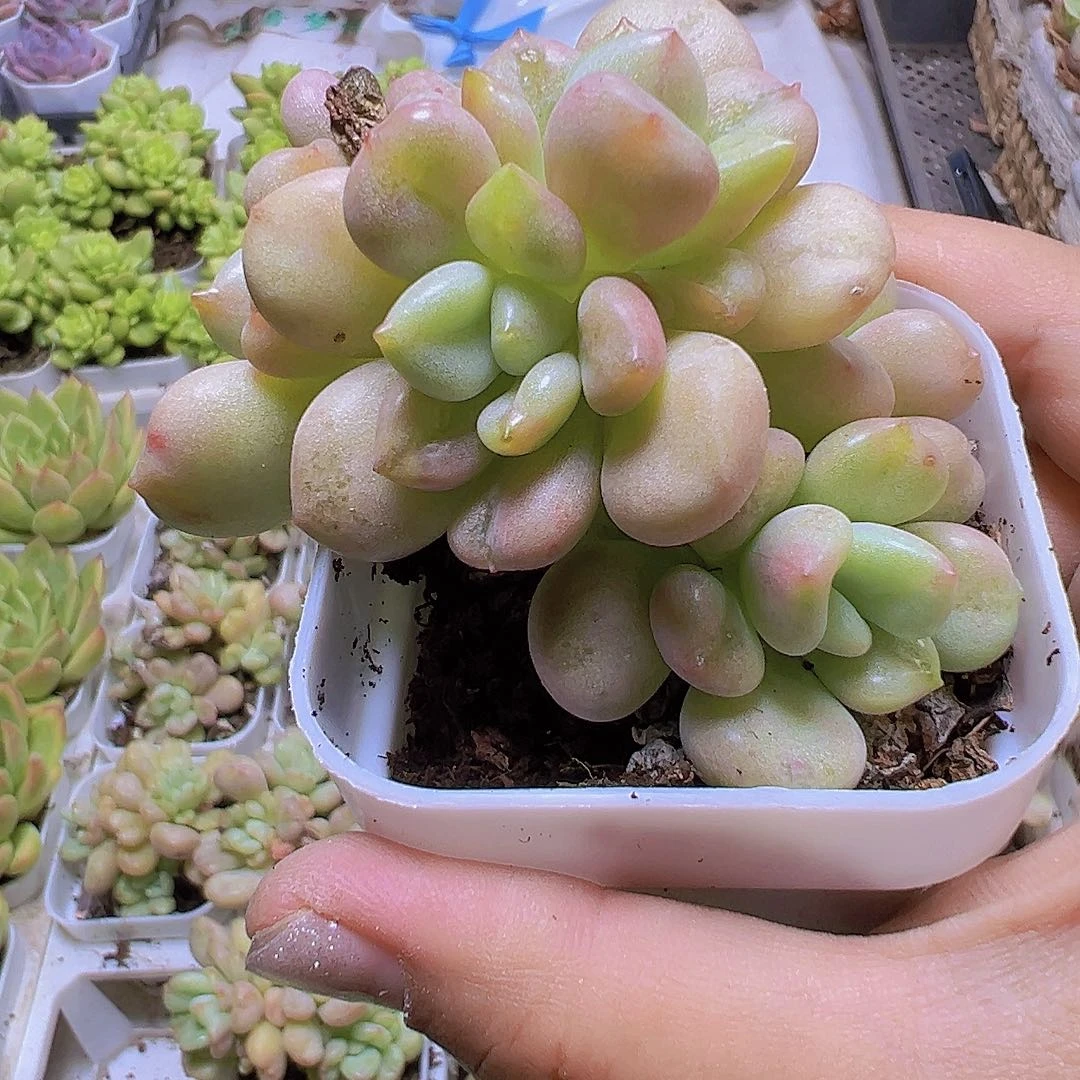 比尔盖茨群生19包邮