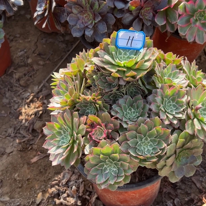 多肉植物莲花法师11