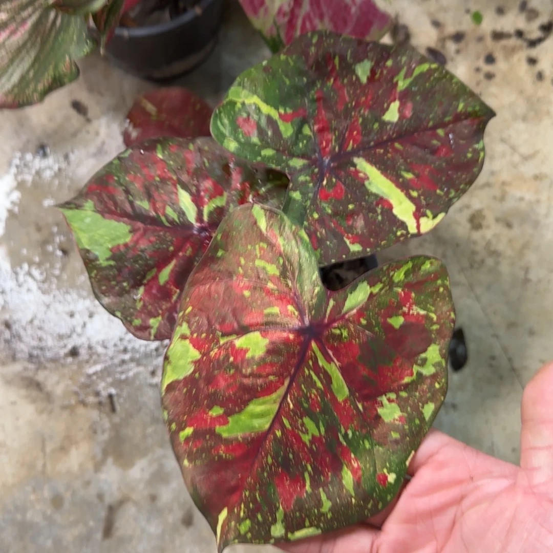 61-0913泰国发货多肉
