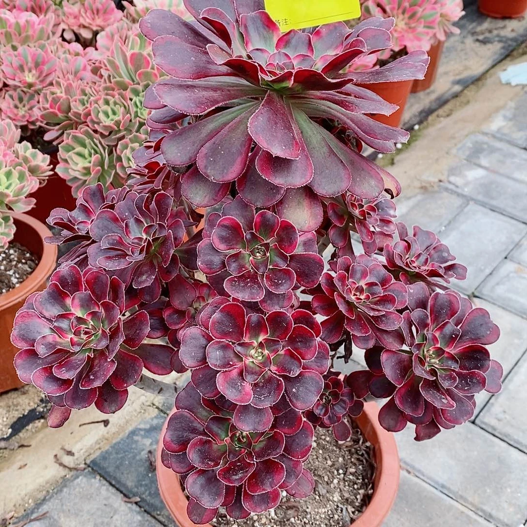 香奈儿351  冠幅高度30  35